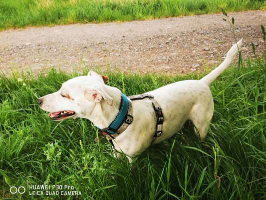 Seltene Rassen!-Beitrag-Bild