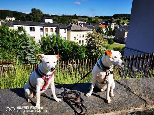 Dansky (Dansk-Svensk Gårdshund)-Beitrag-Bild