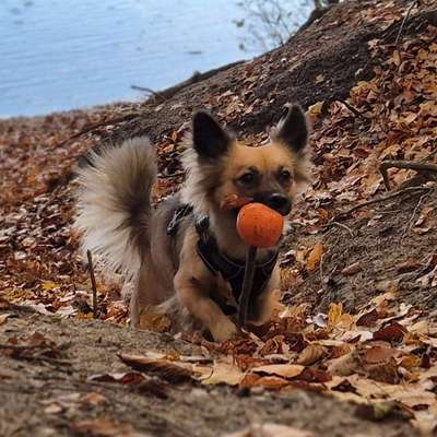 Hundetreffen-Gassi- und Spielfreunde-Bild