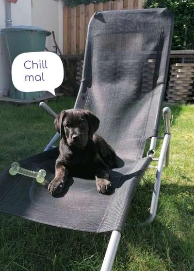 Welpen Bilder !-Beitrag-Bild