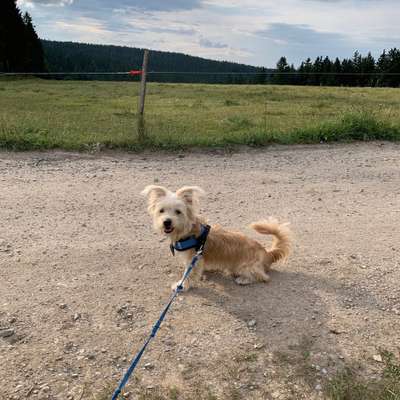 Hundetreffen-Chino sucht Spielkameraden-Bild