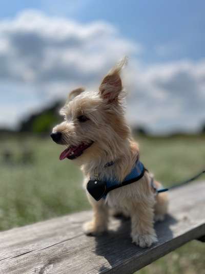 Challenge 41 - Mein Hund im Urlaub-Beitrag-Bild