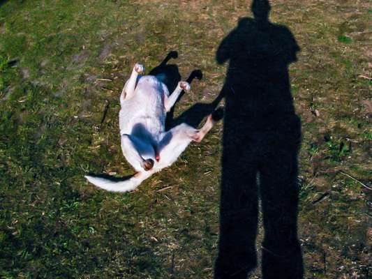 Dogorama Photo Challenge - Zeigt her eure Bäuche-Beitrag-Bild