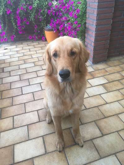 Wo sind die Golden Retriever Liebhaber?-Beitrag-Bild