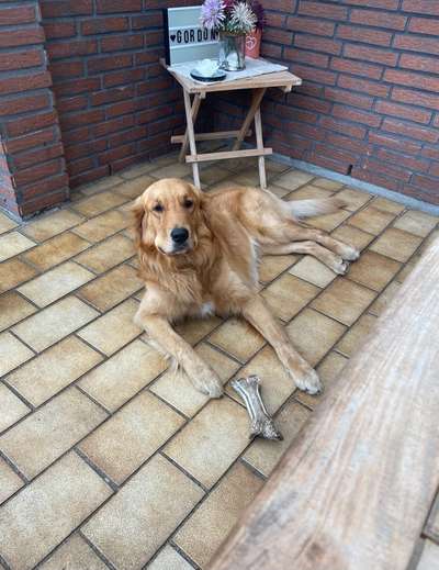 Wo sind die Golden Retriever Liebhaber?-Beitrag-Bild