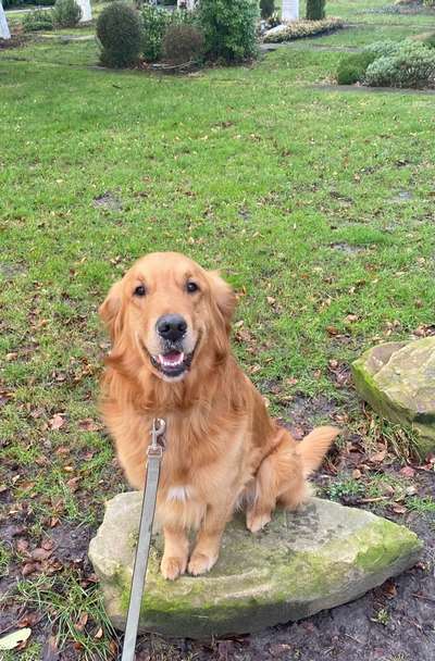 Wo sind die Golden Retriever Liebhaber?-Beitrag-Bild