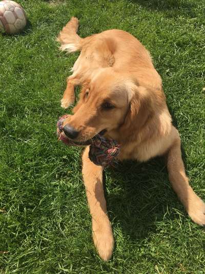 Wo sind die Golden Retriever Liebhaber?-Beitrag-Bild