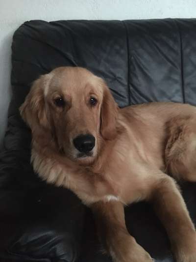 Wo sind die Golden Retriever Liebhaber?-Beitrag-Bild