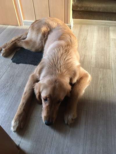 Wo sind die Golden Retriever Liebhaber?-Beitrag-Bild