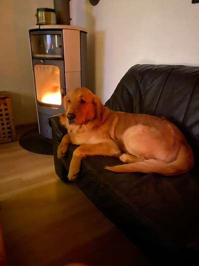 Wo sind die Golden Retriever Liebhaber?-Beitrag-Bild