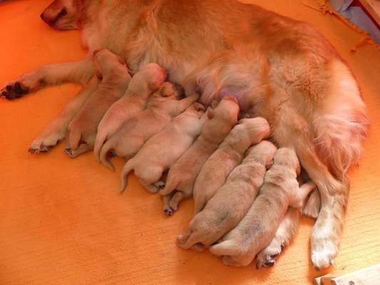 Wo sind die Golden Retriever Liebhaber?-Beitrag-Bild