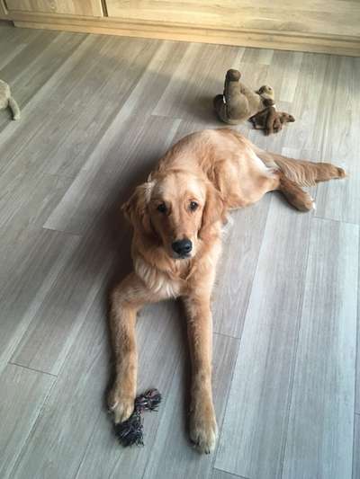 Wo sind die Golden Retriever Liebhaber?-Beitrag-Bild