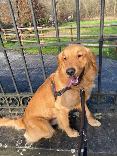 Wo sind die Golden Retriever Liebhaber?-Beitrag-Bild