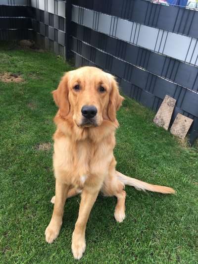 Wo sind die Golden Retriever Liebhaber?-Beitrag-Bild