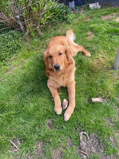 Wo sind die Golden Retriever Liebhaber?-Beitrag-Bild