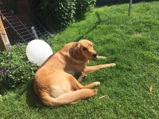 Wo sind die Golden Retriever Liebhaber?-Beitrag-Bild