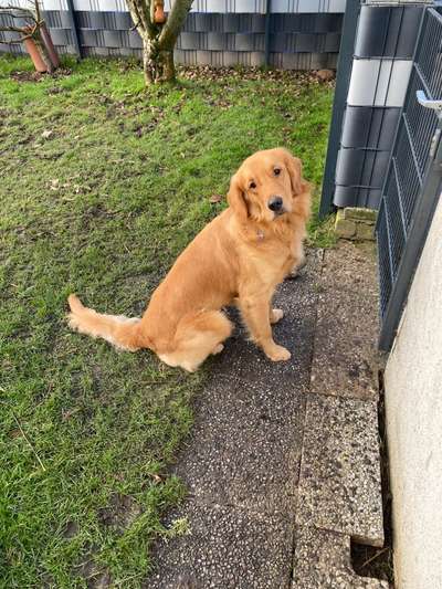 Wo sind die Golden Retriever Liebhaber?-Beitrag-Bild