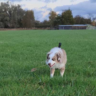 Hundetreffen-Trainings- und Gassifreunde gesucht-Bild