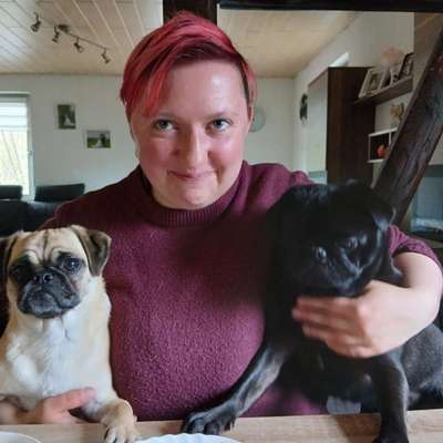 Hundetreffen-Gemeinsames Spazieren/Spielen-Bild