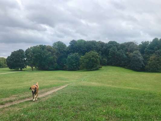 Hundeauslaufgebiet-Decksteiner Weiher (Lindenthal)-Bild