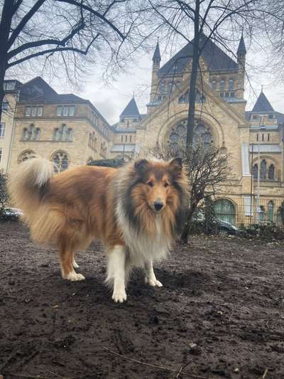 Hundeauslaufgebiet-Rathenauplatz-Bild