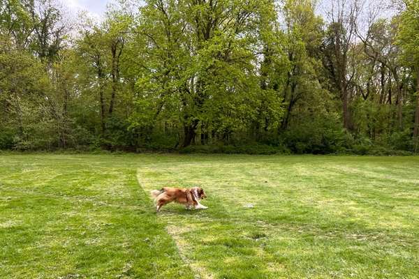 Hundeauslaufgebiet-Stadtwald Ost-Bild