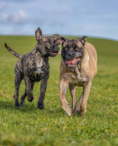 Presa Canario-Beitrag-Bild