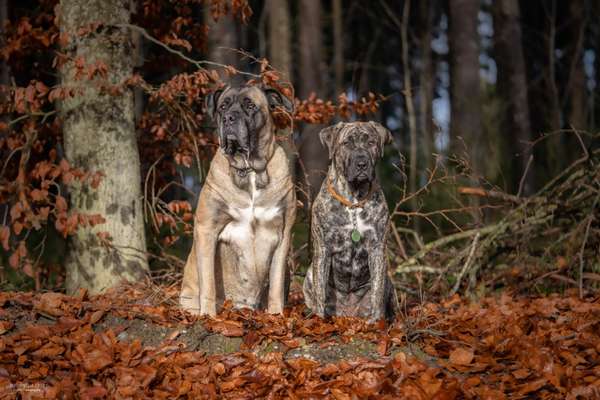 Presa Canario-Beitrag-Bild