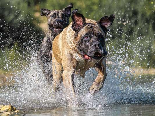 Presa Canario-Beitrag-Bild