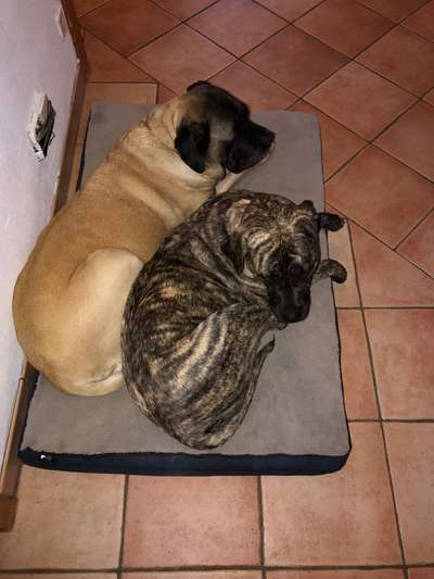 Presa Canario-Beitrag-Bild