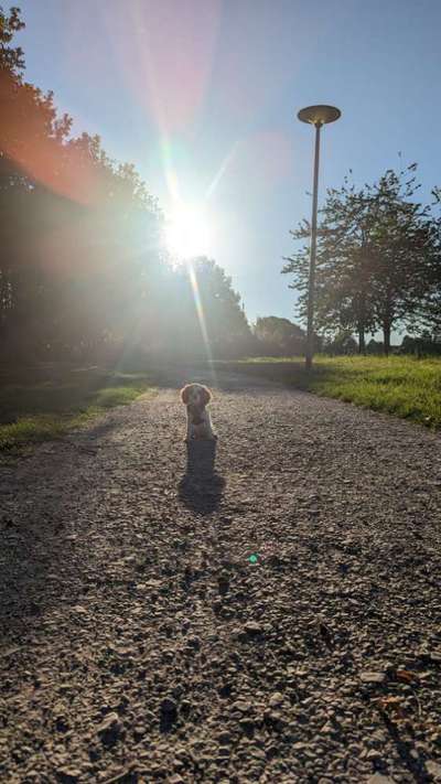 Hundetreffen-Gassi- und Spieltreffen-Bild