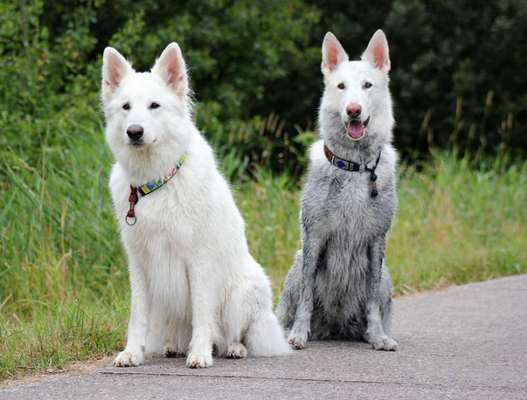 FOTOCHALLENGE 72 - Glücklicher Hund im Schmuddel-Look-Beitrag-Bild