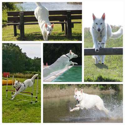 17. Collage Challenge / Springende Fellnasen-Beitrag-Bild