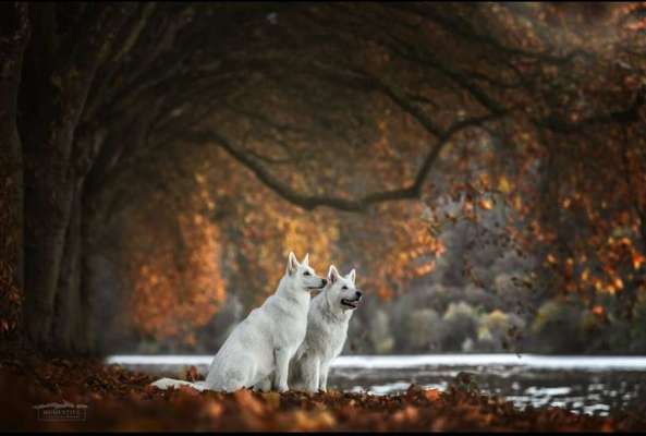 Fotochallenge Nr 55  -  Hund im November--Beitrag-Bild