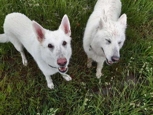 Dogorama Photo Challenge - Regenwetter-Beitrag-Bild