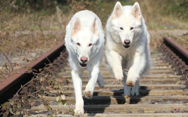 43. Collage Challenge - Schattenspiele-Beitrag-Bild