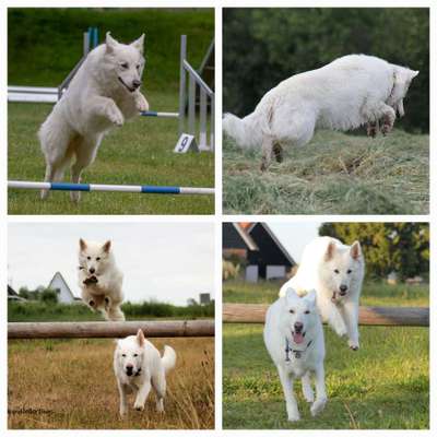 17. Collage Challenge / Springende Fellnasen-Beitrag-Bild