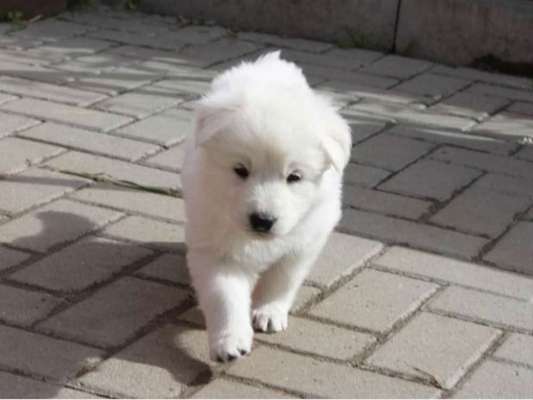 43. Collage Challenge - Schattenspiele-Beitrag-Bild