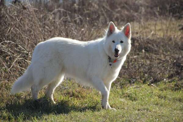 Fotochallenge No. 26                                     Wald und Wiese-Beitrag-Bild