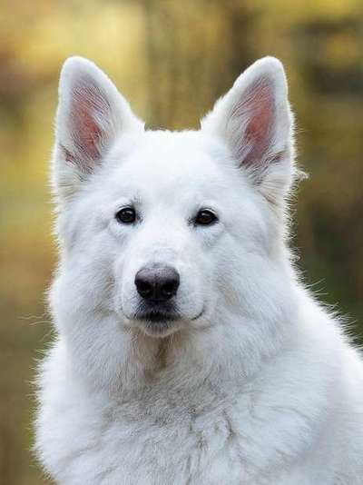 Dogorama Photo Challenge - Portrait-Beitrag-Bild