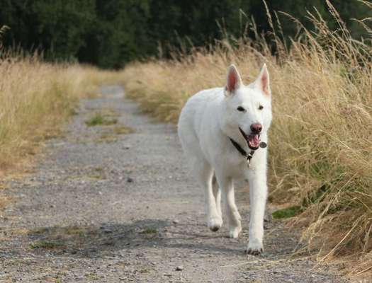 43. Collage Challenge - Schattenspiele-Beitrag-Bild