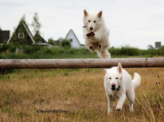 CHALLENGE NR.35 - The flying dog/Hund im Flug-Beitrag-Bild