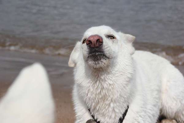 Fotowettbewerb ,,mein gruseliger Hund"-Beitrag-Bild