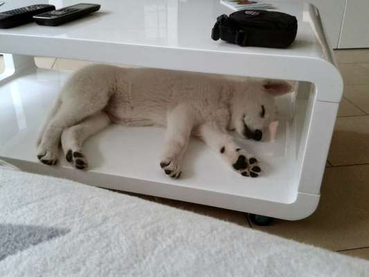 Foto Challenge 112 
ungewöhnliche Schlafplätze-Beitrag-Bild