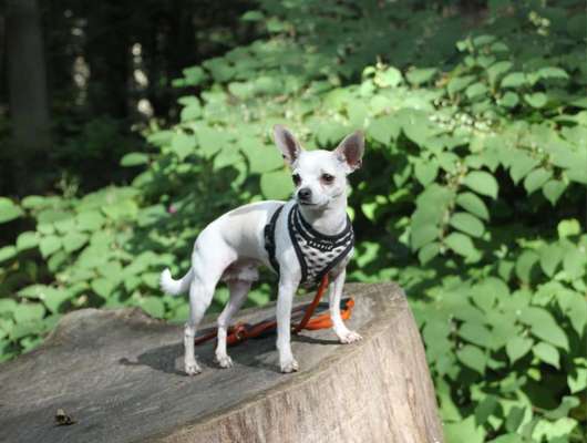 Tierschutzhunde suchen ein Zuhause-Beitrag-Bild