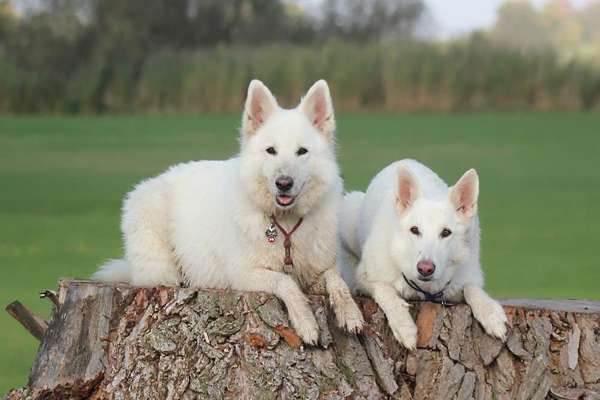 Die Dogorama Kalender Challenge Titelbild-Beitrag-Bild