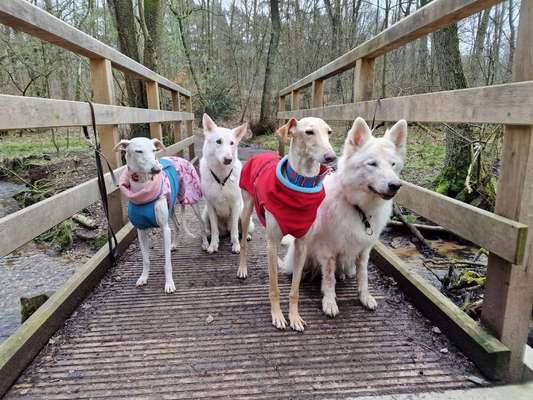 Dogorama Photo Challenge- genervter Blick-Beitrag-Bild