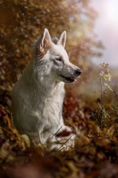 Dogorama Photo Challenge - Märchenwald-Beitrag-Bild