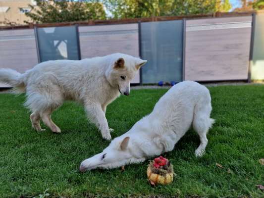 Dogorama Photo Challenge - Kürbis-Beitrag-Bild