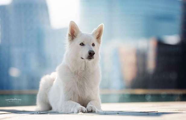 Foto's und Hundemodels-Beitrag-Bild